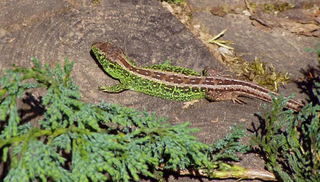 Pokoje Goscinne Przylesie Lobez Экстерьер фото